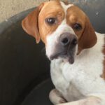 Pointer Chico, 09/2021, ca. 50 cm