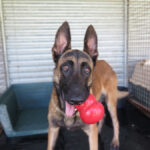Malinois Mischling Criollo, 07/2024, ca. 65 cm