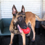 Malinois Mischling Criollo, 07/2024, ca. 65 cm