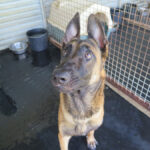 Malinois Mischling Criollo, 07/2024, ca. 65 cm