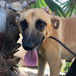 Malinois Mischling Cuba, 04/2024, ca. 65 cm