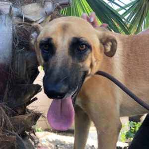Malinois Mischling Cuba, 04/2024, ca. 65 cm