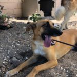 Malinois Mischling Cuba, 04/2024, ca. 65 cm