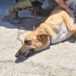 Malinois Mischling Cuba, 04/2024, ca. 65 cm