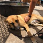 Malinois Mischling Cuba, 04/2024, ca. 65 cm