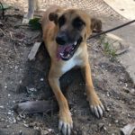 Malinois Mischling Cuba, 04/2024, ca. 65 cm