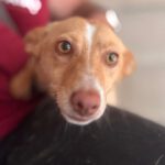 Podenco Damaris, 08/2024, ca. 40 cm