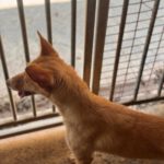 Podenco Damaris, 08/2024, ca. 40 cm