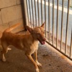Podenco Damaris, 08/2024, ca. 40 cm