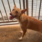 Podenco Damaris, 08/2024, ca. 40 cm