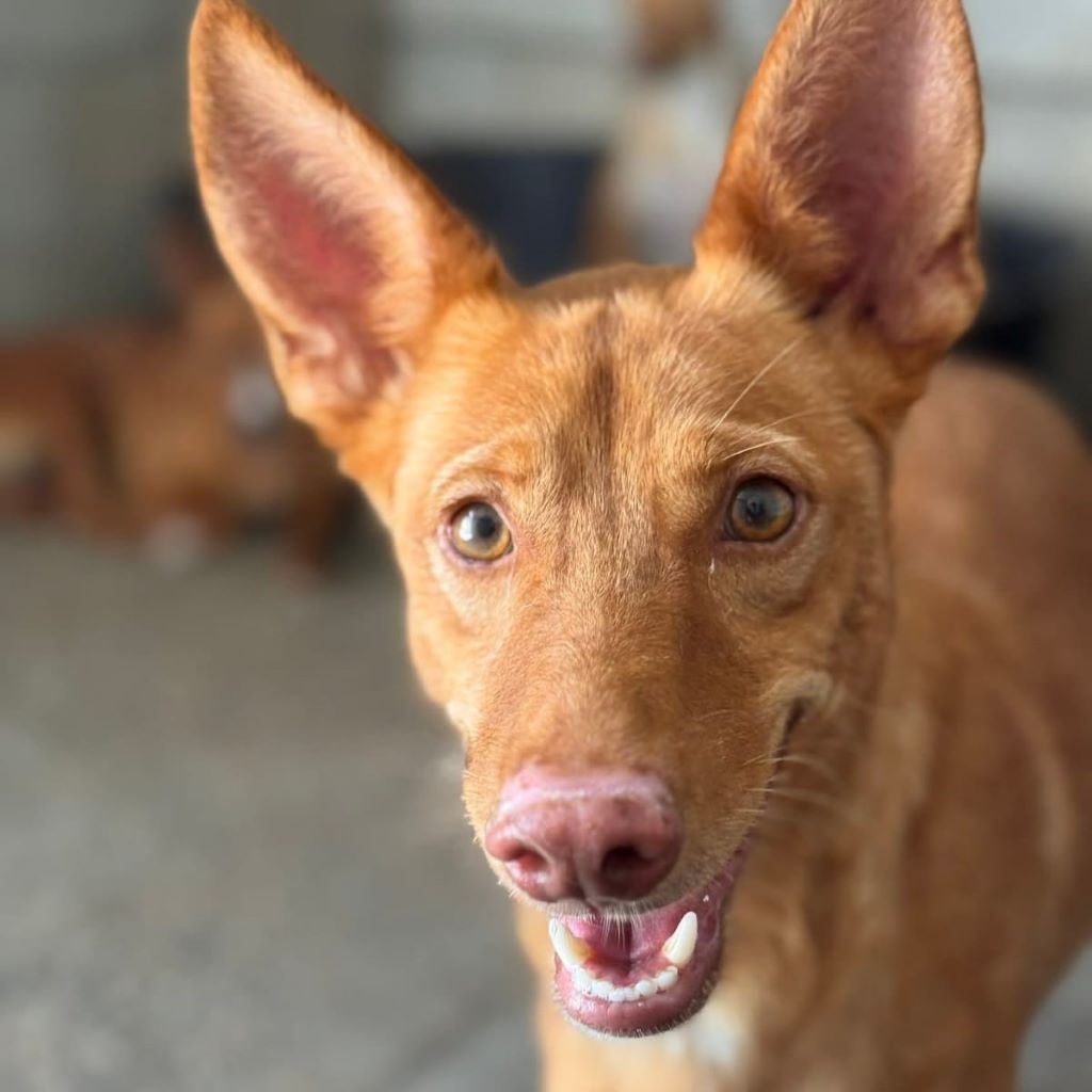 Podenco Donald, 02/2024, ca. 45 cm