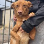 Podenco Donald, 02/2024, ca. 45 cm