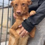 Podenco Donald, 02/2024, ca. 45 cm