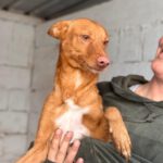 Podenco Donald, 02/2024, ca. 45 cm