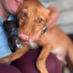 Podenco Donald, 02/2024, ca. 45 cm