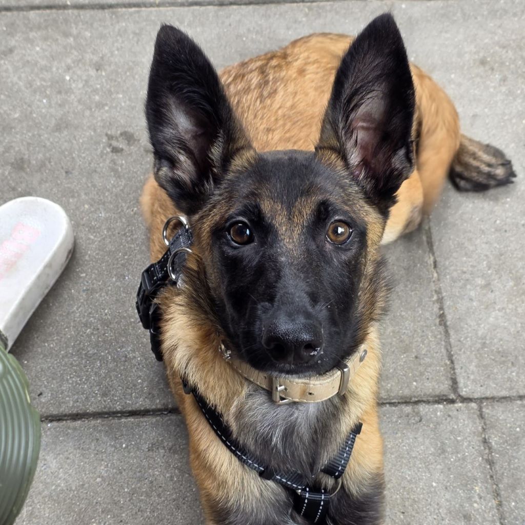 Malinois Mischling Elena, 02/2025, Endgröße ca. 55- 60 cm,25826 Sankt Peter-Ording