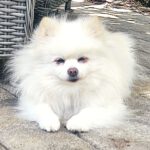 Pomeranian Emy, 07/2017, ca. 25 cm, 61197 Florstadt