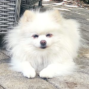 Pomeranian Emy, 07/2017, ca. 25 cm, 61197 Florstadt