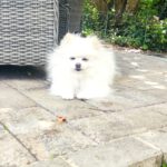 Pomeranian Emy, 07/2017, ca. 25 cm, 61197 Florstadt