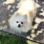 Pomeranian Emy, 07/2017, ca. 25 cm, 61197 Florstadt