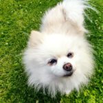 Pomeranian Emy, 07/2017, ca. 25 cm, 61197 Florstadt