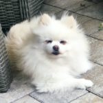 Pomeranian Emy, 07/2017, ca. 25 cm, 61197 Florstadt