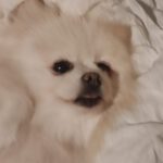 Pomeranian Emy, 07/2017, ca. 25 cm, 61197 Florstadt