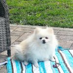 Pomeranian Emy, 07/2017, ca. 25 cm, 61197 Florstadt