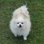 Pomeranian Emy, 07/2017, ca. 25 cm, 61197 Florstadt