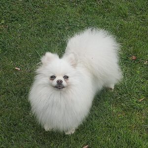 Pomeranian Estrella, 02/2022, ca. 25 cm, 61197 Florstadt