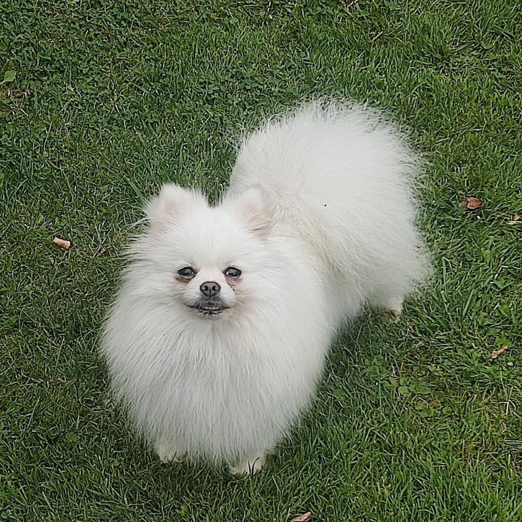 Pomeranian Estrella, 02/2022, ca. 25 cm, 61197 Florstadt