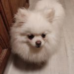 Pomeranian Estrella, 02/2022, ca. 25 cm, 61197 Florstadt