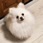 Pomeranian Estrella, 02/2022, ca. 25 cm, 61197 Florstadt