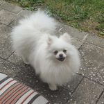 Pomeranian Estrella, 02/2022, ca. 25 cm, 61197 Florstadt