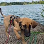 Mischling Fanta, 03/2025, Endgröße ca. 65 cm, 30173 Hannover