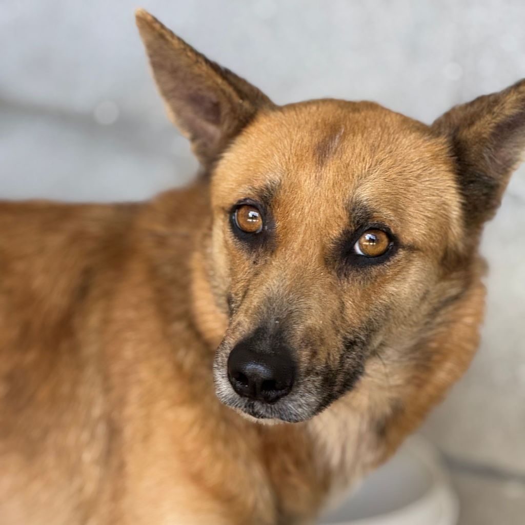 Malinois Mischling Foxy, 05/2023, ca. 55- 65 cm