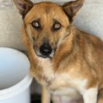 Malinois Mischling Foxy, 05/2023, ca. 55- 65 cm
