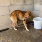 Malinois Mischling Foxy, 05/2023, ca. 55- 65 cm