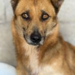 Malinois Mischling Foxy, 05/2023, ca. 55- 65 cm