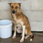 Malinois Mischling Foxy, 05/2023, ca. 55- 65 cm