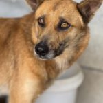 Malinois Mischling Foxy, 05/2023, ca. 55- 65 cm