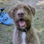 Wasserhund Mischling Frappe, 05/2022, ca. 50 cm, 31226 Peine