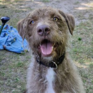 Wasserhund Mischling Frappe, 05/2022, ca. 50 cm, 31226 Peine
