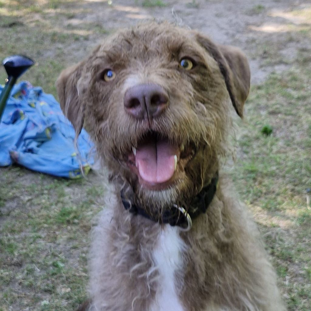 Wasserhund Mischling Frappe, 05/2022, ca. 50 cm, 31226 Peine