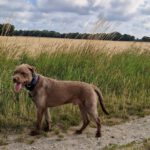 Wasserhund Mischling Frappe, 05/2022, ca. 50 cm, 31226 Peine