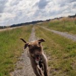 Wasserhund Mischling Frappe, 05/2022, ca. 50 cm, 31226 Peine