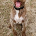 Wasserhund Mischling Frappe, 05/2022, ca. 50 cm, 31226 Peine