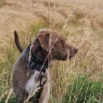 Wasserhund Mischling Frappe, 05/2022, ca. 50 cm, 31226 Peine