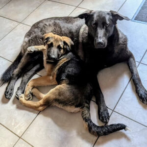 Happy End Story Paule - SALVA Hundehilfe e.V.