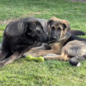 Happy End Story Paule - SALVA Hundehilfe e.V.